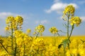 Detail flowering rapeseed canola or colza field in latin Brassica Napus, plant for green energy and oil industry, seed on