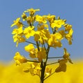 Detail flowering rapeseed canola or colza field in latin Brassica Napus, plant for green energy and oil industry, seed on Royalty Free Stock Photo