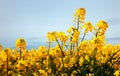 Detail of flowering rapeseed canola or colza in latin Brassica Napus, plant for green energy and oil industry