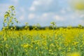 Detail of flowering rapeseed field, canola or colza Brassica Napus/ Plant for green energy and oil industry. Source of vegetable Royalty Free Stock Photo