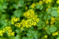 Detail of flowering rapeseed field, canola or colza Brassica Napus Plant for green energy and oil industry. Source of vegetable Royalty Free Stock Photo