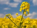 Rapeseed rape seed canola or colza field Royalty Free Stock Photo