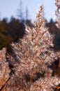 Detail of Flowering Reed