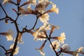 Detail of a flowering white ipe. Royalty Free Stock Photo