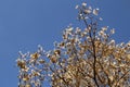 Detail of a flowering white ipe. Royalty Free Stock Photo