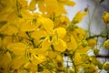 Detail of the flowers of Cassia fistulaGolden Shower tree