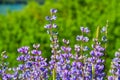 Detail of Flowers in a field Royalty Free Stock Photo