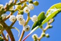 Detail of the flowers of the Madrone tree Arbutus, San Francisco bay area, California Royalty Free Stock Photo