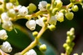 Detail of the flowers of the Madrone tree Arbutus, San Francisco bay area, California
