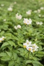 Detail of flowers of potato plant Royalty Free Stock Photo