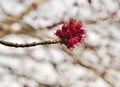 Detail of the flowers from a red maple tree in spring Royalty Free Stock Photo