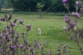 Roe deer on green field in summer nature.