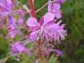 Detail of flowers of the rosebay willow herb