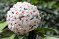 Detail of flowers of wax plant Hoya carnosa