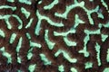 Detail of Fluorescent Reef-Building Coral Royalty Free Stock Photo