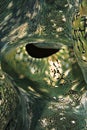 Detail of a Fluted giant clam's mantle. Royalty Free Stock Photo