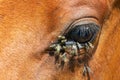 Detail of fly on horse eye. Annoying insect cause inflammation Royalty Free Stock Photo