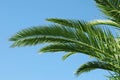 Detail of the foliage of Canary Island palms Phoenix canariensis Royalty Free Stock Photo