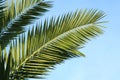 Detail of the foliage of Canary Island palms Phoenix canariensis Royalty Free Stock Photo