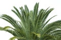 Detail of the foliage of Canary Island palms Phoenix canariensis Royalty Free Stock Photo