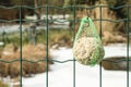 Detail of food for birds hanging on a fence so they can have something to eat during winter Royalty Free Stock Photo