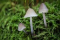 Detail forest scene with little wild mushrooms growing in moss Royalty Free Stock Photo