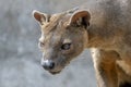 The detail of fossa Cryptoprocta ferox. Unique endemic species