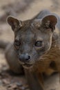 The detail of fossa Cryptoprocta ferox. Unique endemic species Royalty Free Stock Photo