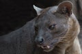 The detail of fossa Cryptoprocta ferox. Unique endemic species