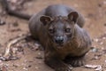 The detail of fossa Cryptoprocta ferox. Unique endemic species