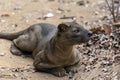 The detail of fossa Cryptoprocta ferox. Unique endemic species