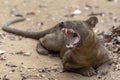 The detail of fossa Cryptoprocta ferox. Unique endemic species