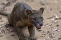 The detail of fossa Cryptoprocta ferox. Unique endemic species Royalty Free Stock Photo