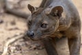 The detail of fossa Cryptoprocta ferox. Unique endemic species Royalty Free Stock Photo