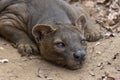 The detail of fossa Cryptoprocta ferox. Unique endemic species