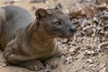 The detail of fossa Cryptoprocta ferox. Unique endemic species