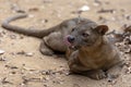 The detail of fossa Cryptoprocta ferox. Unique endemic species Royalty Free Stock Photo