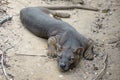 The detail of fossa Cryptoprocta ferox. Unique endemic species Royalty Free Stock Photo