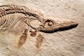 Detail of a fossil Ichthyosaurus Royalty Free Stock Photo