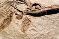 Detail of a fossil Ichthyosaurus