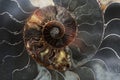 Detail of a fossilized ammonite from the Sahara desert in Morocco