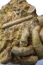 Fossilized worms in the rock