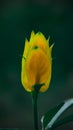 detail foto of bunga lilin or justica brandegeena
