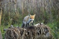 Fox in Hungarian forest. Royalty Free Stock Photo