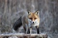 Fox in Hungarian forest. Royalty Free Stock Photo