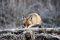 Fox in Hungarian forest. Royalty Free Stock Photo