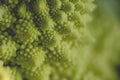 Detail of fractal geometry in romanesco broccoli