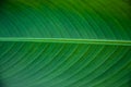 Detail of fresh banana green leaf texture background Royalty Free Stock Photo