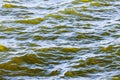 Detail of fresh brackish green water Royalty Free Stock Photo