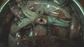 Detail of fresh calamari, cuttlefish, squid Royalty Free Stock Photo